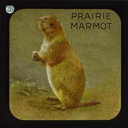 The Prairie-Marmot