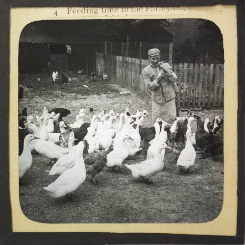 Slide showing man feeding poultry
