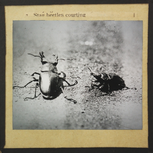 Stag beetles courting