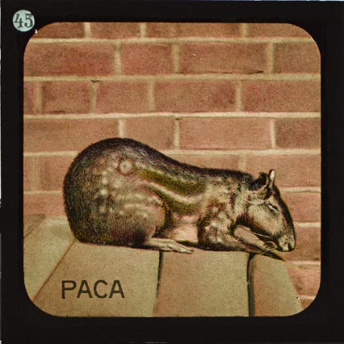 The Paca