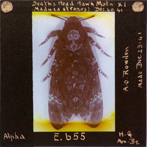 Death's Head Hawk Moth x1 (Maduca atropos)
