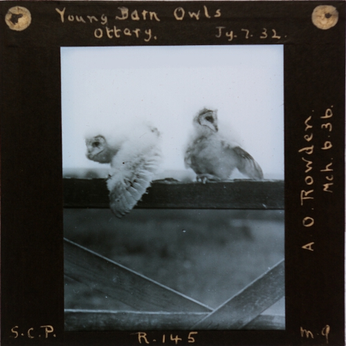 Young Barn Owls, Ottery