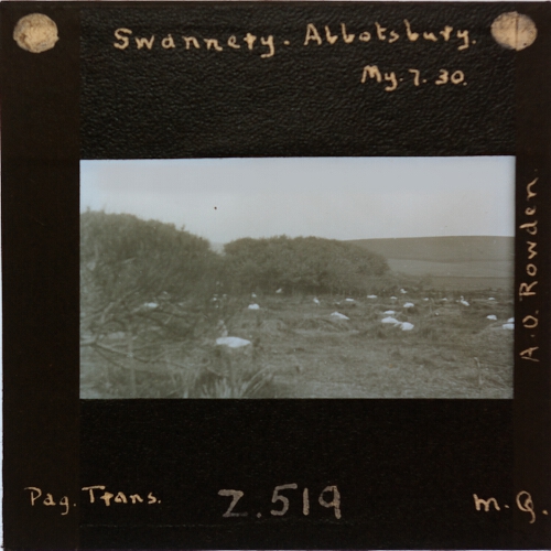 Swannery, Abbotsbury