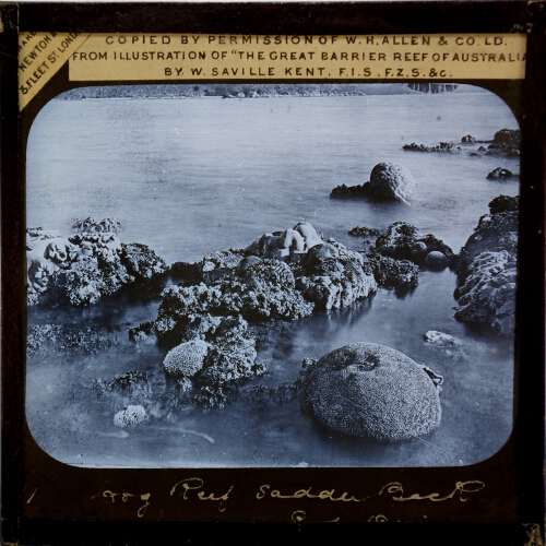 Plate VIII, No. 1. 'Dog' Reef, Saddle-back Island, Port Denison