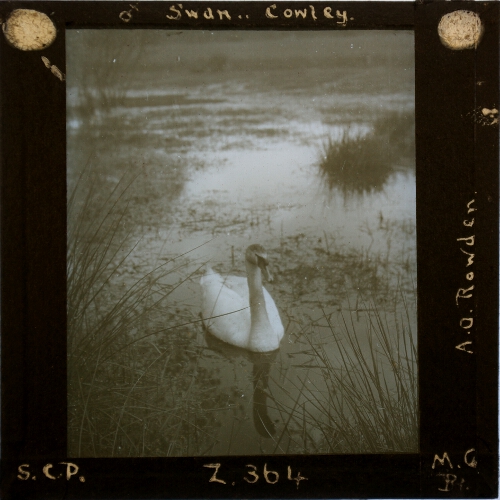 Female Swan, Cowley