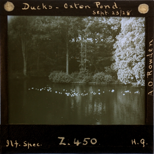Ducks, Oxton Pond