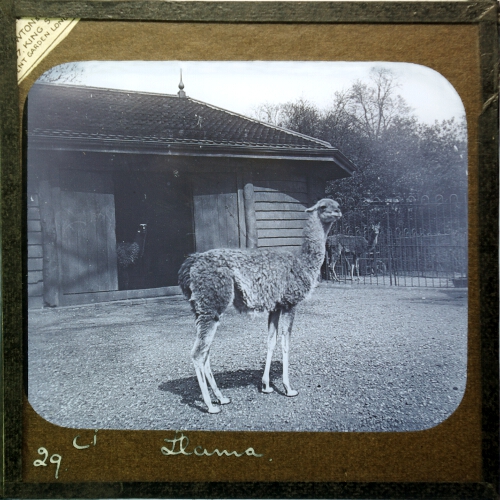Llama, side view
