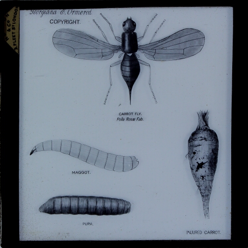 CARROT FLY. Psila rosa. Maggot, Pupa, Perfect Insect, and Injured Carrot