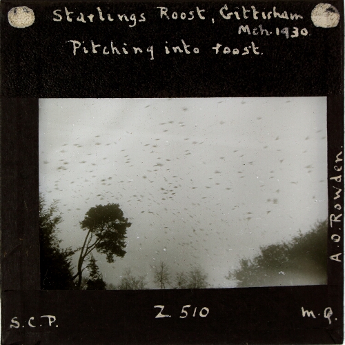 Starlings Roost, Gittisham -- Pitching into roost