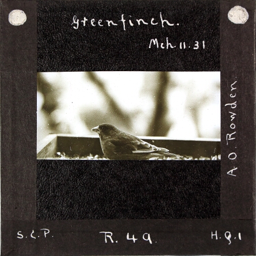 Greenfinch