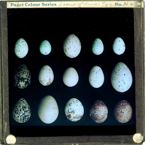 Group of Birds Eggs – secondary view of slide