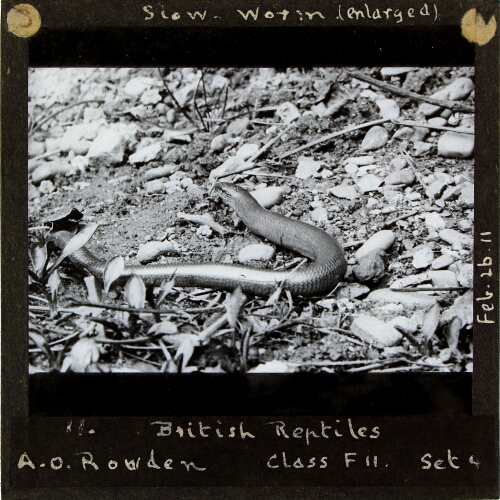 Slow-worm (enlarged)