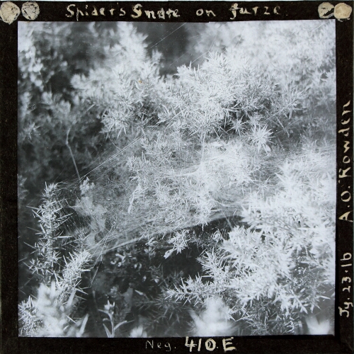 Spider's Snare on furze