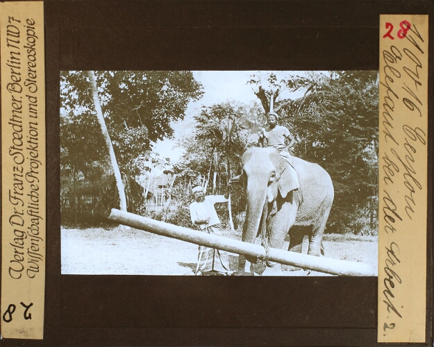 Ceylon - Olifanten bij den arbeid 2
