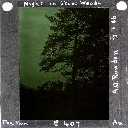 Night in Stoke Woods