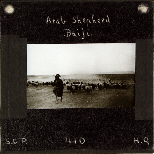 Arab Shepherd, Baiji