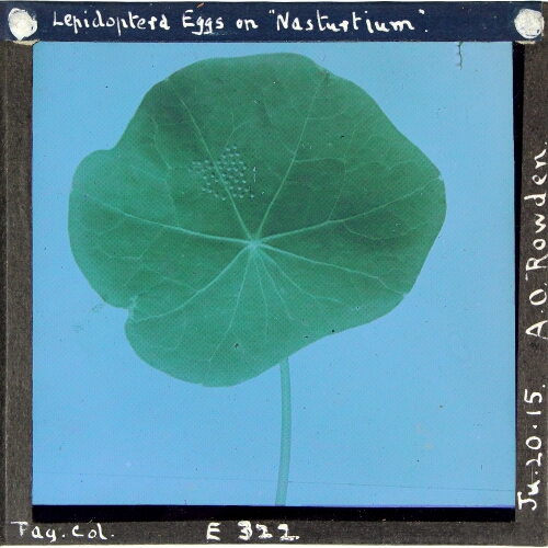 Lepidoptera Eggs on 'Nasturtium' – secondary view of slide
