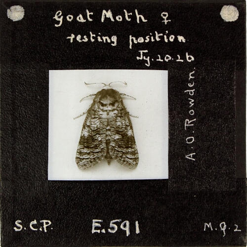 Goat Moth female, resting position