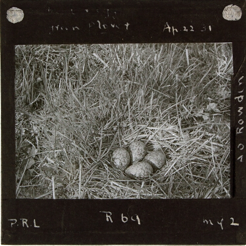 Nest and eggs of Green Plover