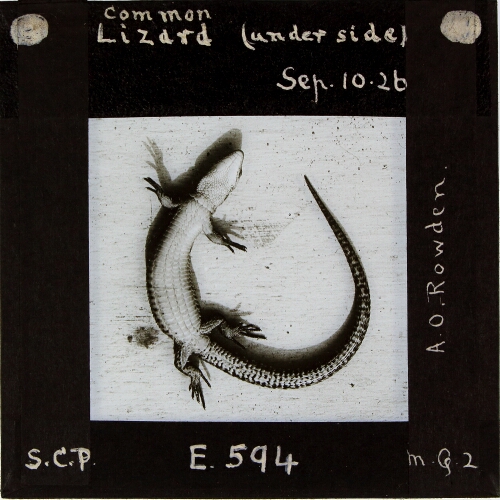 Common Lizard (under side)