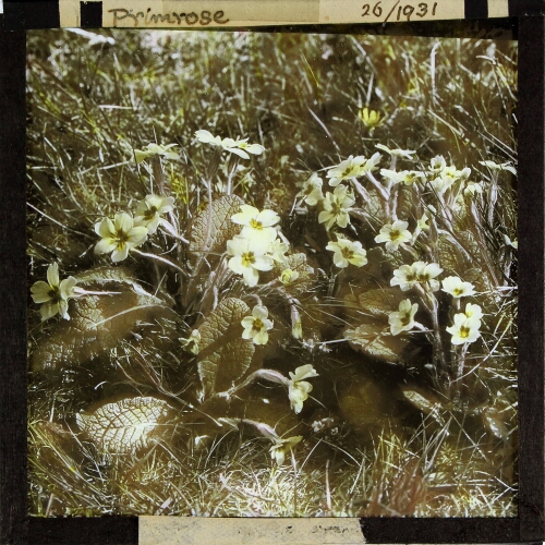 Primula vulgaris -- Primrose