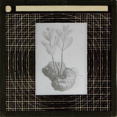 Hydnophytum montanum