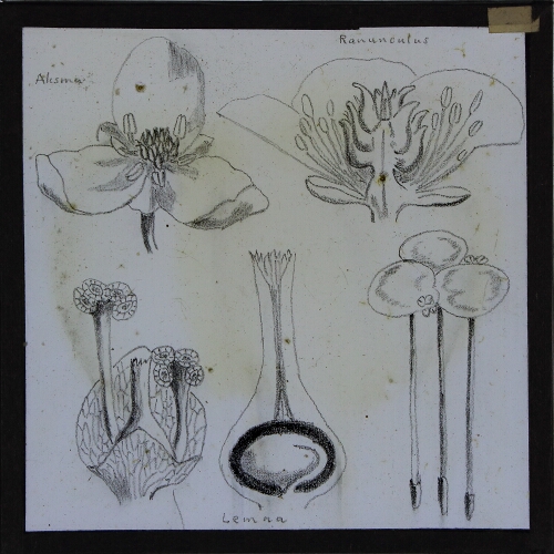 Alosma / Ranunculus / Lemna