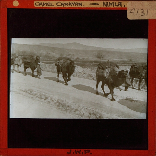 Camel Caravan -- Nimla