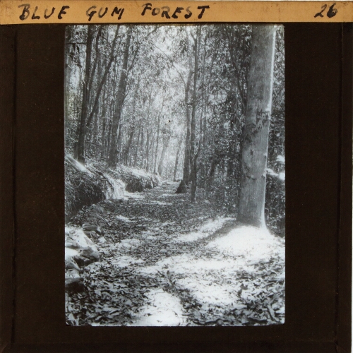 Blue Gum Forest