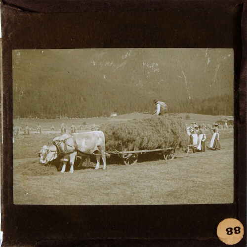 People loading bullock-drawn wagon with hay