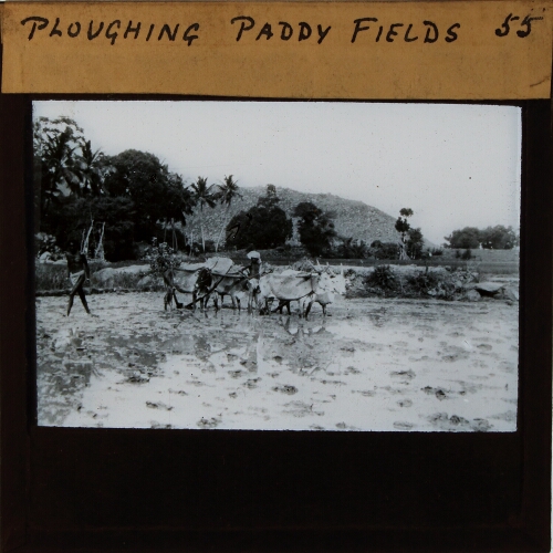 Ploughing Paddy Fields