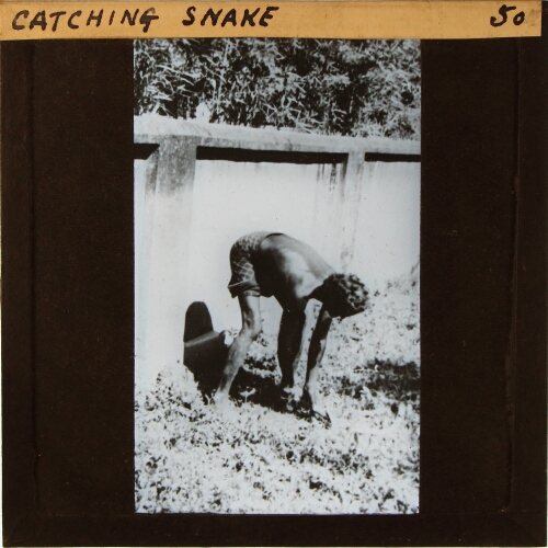 Catching Snake