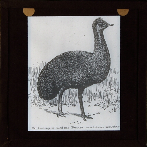 Kangaroo Island emu (Dromaeius novaehollandiae diemenianus)