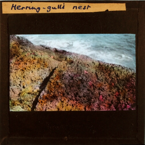 Herring-gull's nest