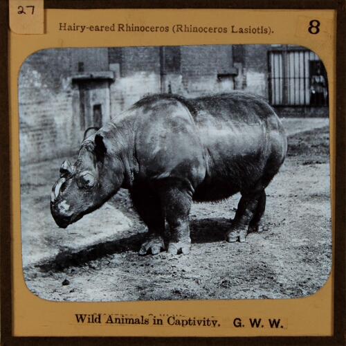 Hairy-Eared Rhinoceros (Rhinoceros Lasiotis)