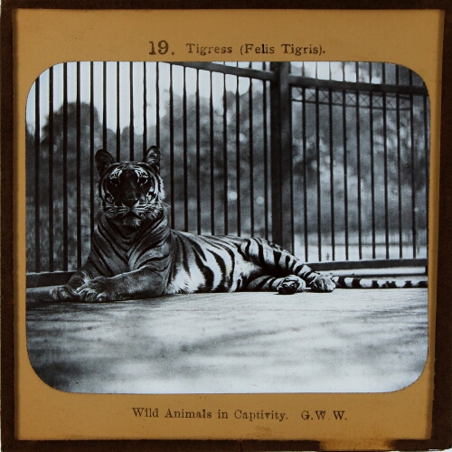 Tigress (Felis Tigris)