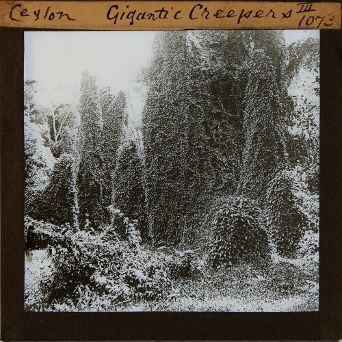 Ceylon. Gigantic Creepers
