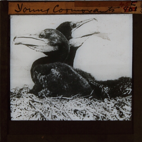 Young Cormorants