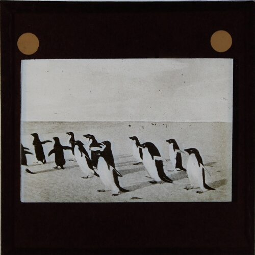 Group of penguins walking