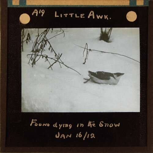 Little Awk, found dying in the snow, Jan 16/12