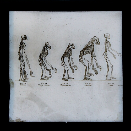 Skeletons of gibbon, orang-outang, chimpanzee, gorilla and human