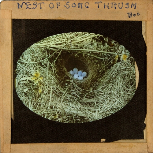 Nest of song thrush