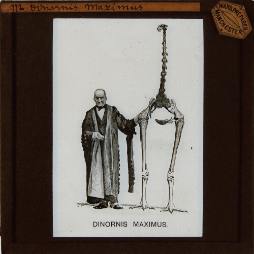 Dinornis Maximus