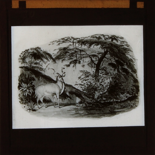 Drawing of antelope in landscape
