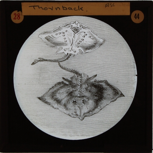 Thornback