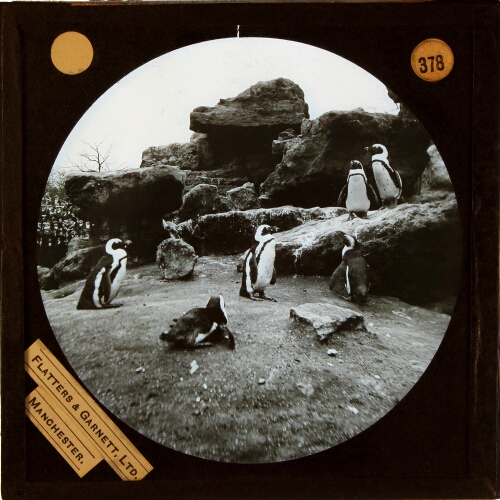 Cape Penguins, in Zoo