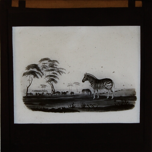 Zebras and other animals in landscape