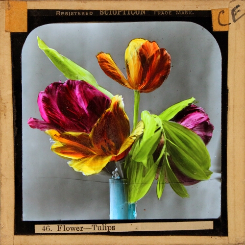 Flower -- Tulips