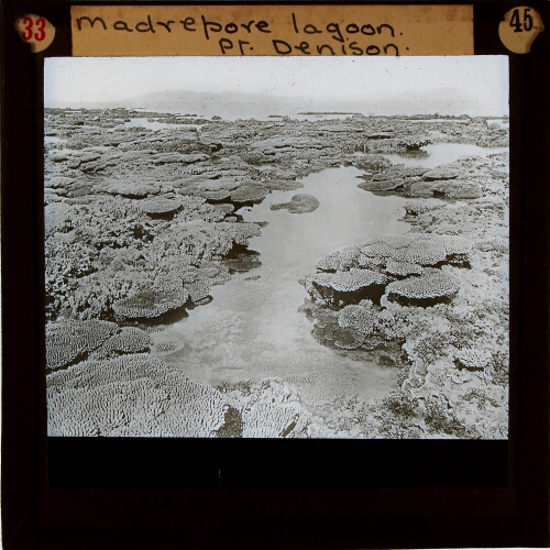 Madrepore lagoon, Port Denison