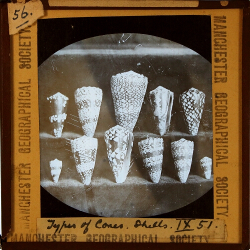 Types of Cones, Shells
